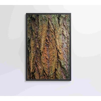 Quadro Tronco árvore Detalhe 80x120 Cm Adesivo Fotográfico