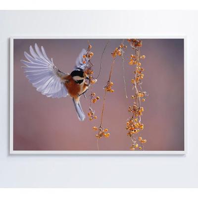 Quadro Beija Flor 60x40 Cm Tecido Canvas