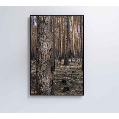 Quadro Eucaliptos 2 40x60 Cm Adesivo Fotográfico
