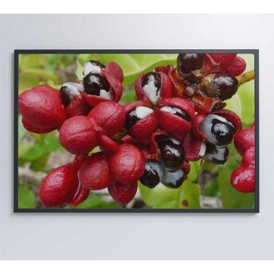Quadro Guaraná Selvagem Amazônia 60x40 Cm Tecido Canvas