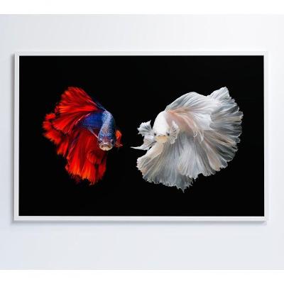 Quadro Peixes Beta 120x80 Cm Tecido Canvas