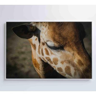 Quadro Girafa 120x80 Cm Tecido Canvas