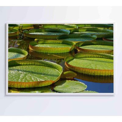 Quadro Vitória Regia Amazônia 60x40 Cm Tecido Canvas