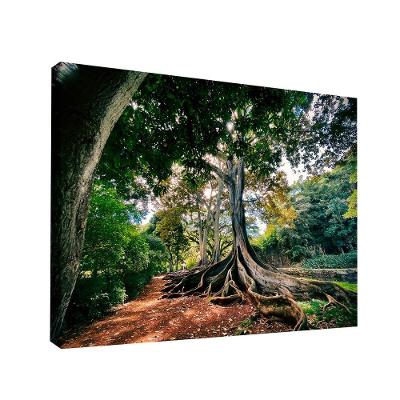 Quadro Raízes Da Natureza -- Br Artes