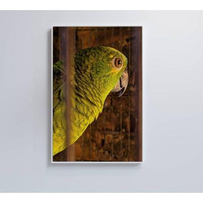 Quadro Papagaio 80x120 Cm Tecido Canvas