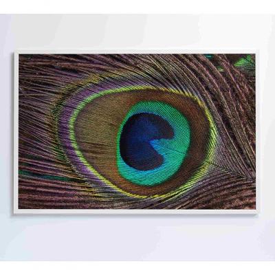 Quadro Penas De Pavão 60x40 Cm Adesivo Fotográfico