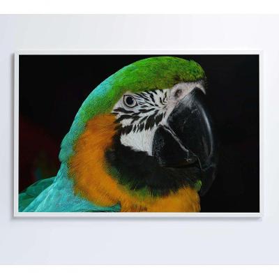 Quadro Arara Verde 90x60 Cm Tecido Canvas
